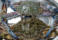 crabs for seafood recipes