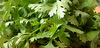 fresh coriander