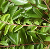 curry leaves