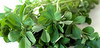 fenugreek leaves