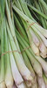 lemon grass