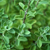 marjoram