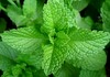 mint leaves