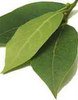 fresh bay leaf