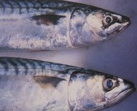 mackerel fish for fish recipes
